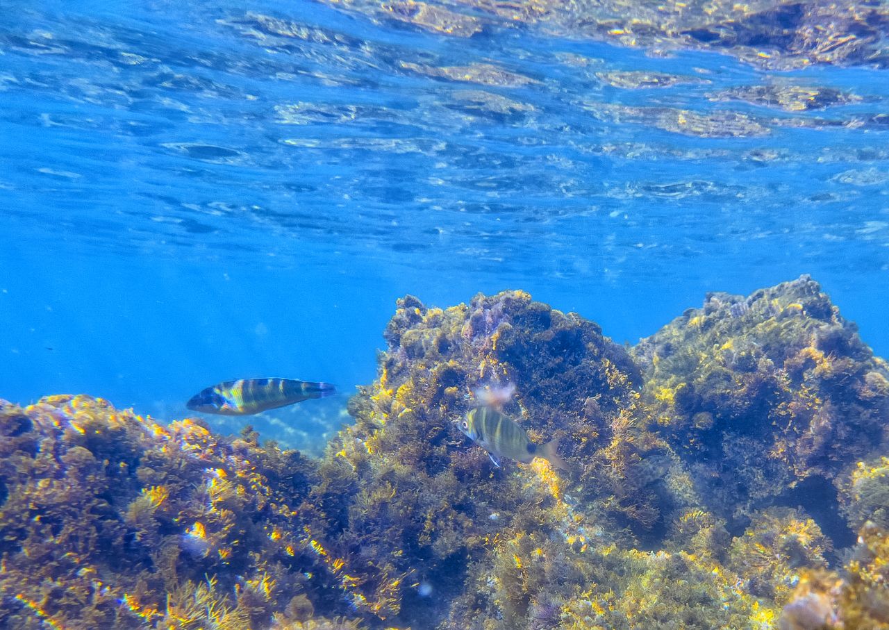La donzella pavonina: un gioiello del Mediterraneo